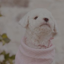 Goldendoodle and Poodle Puppies from Doodle Puppy Parti