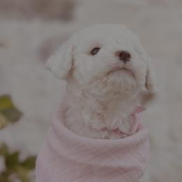 Goldendoodle and Poodle Puppies from Doodle Puppy Parti