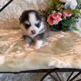 Boy 1 - Black and white male Pomsky puppy in Bucyrus, Missouri from Hill Top Pomskies
