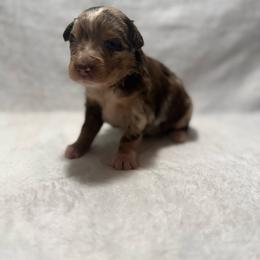 Cheyenne - Red merle female Miniature Australian Shepherd puppy in New London, Minnesota from Broken T Australian Shepherds
