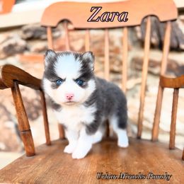 Zara - Blue female Pomsky puppy in Campton Hills, Illinois from Urban Miracle’s