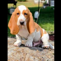 Fuse - Red and white male Basset Hound puppy in Valley, Washington from Peaceful Valley Paws