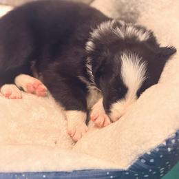 Rigby - Black and white male Border Collie puppy in Lebanon, Oregon from Cahill’s Canines
