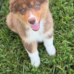 AKC Russell - Red tri-color male Australian Shepherd puppy in Call, Tx, Texas from Stover's Australian Shepherd's, LLC