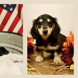 Dachshund Puppies from Always Faithful Dachshunds