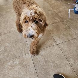 Goldendoodle and Poodle Puppies from Golden-Doods and Company