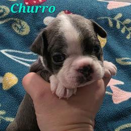 Churro - Blue male Boston Terrier puppy in Columbus, Ohio from Bryn's AKC Bostons