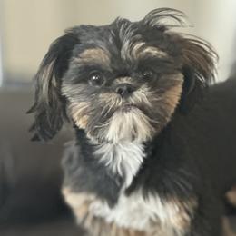Shih Tzus from Southwest Shih Tzu