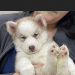 Milo - Sable and white Siberian Husky puppy in Columbia, South Carolina from Surge x Stormy’s Puppies