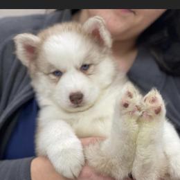 Milo - Sable and white Siberian Husky puppy in Columbia, South Carolina from Surge x Stormy’s Puppies