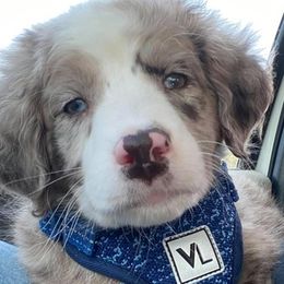 Aussiedoodles from My Amis AussieDoodles