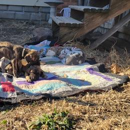 Great Dane Puppies from RCM Great Danes