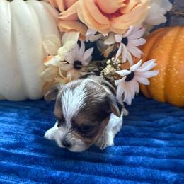 Cricket - Parti female Yorkshire Terrier puppy in Howe, Oklahoma from Ray Holder