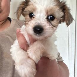 Genie - Parti female Yorkshire Terrier puppy in Rochester, New York from Tnt Yorkies and Cosmic corgis