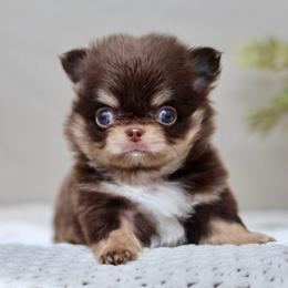 Jett - Chocolate and tan male Chihuahua puppy in Beaumont, Texas from Down south pups