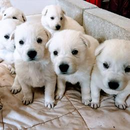 German Shepherd Puppies from PatriotPups.org