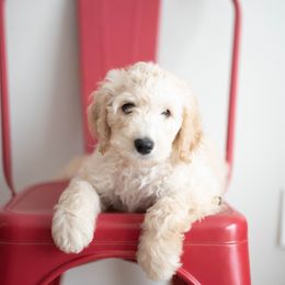 Aussiedoodles from Aussiedoodle Acres