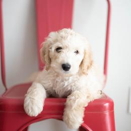 Aussiedoodles from Aussiedoodle Acres