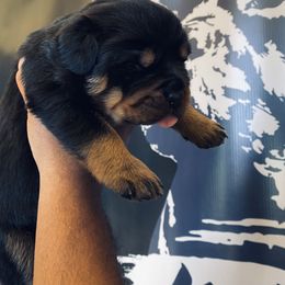 Rottweiler Puppies from MMG Rottweilers