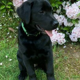 Labrador Retrievers from Shadyrocklabs