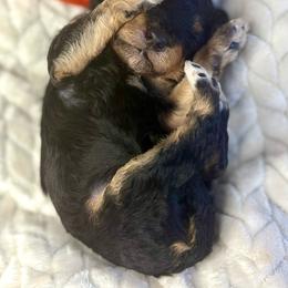 Orange collar boy - Tri-color male Bernedoodle puppy in Crete, Illinois from Plum Valley Pups