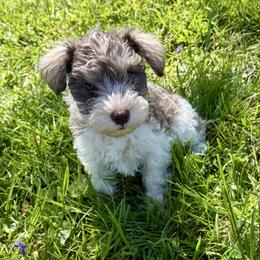 Finn - Parti male Miniature Schnauzer puppy in Dunlap, Tennessee from Beards of Glory