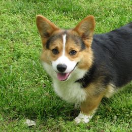 Pembroke Welsh Corgis from Pogue Corgis