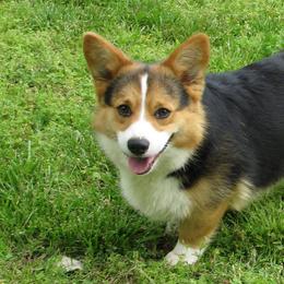 Pembroke Welsh Corgis from Pogue Corgis