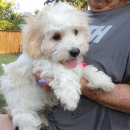 Count Almaviva of A Royal Havanese Court  ( Conde) - Cream male Havanese puppy in North Richland Hills, Texas from A Royal Havanese Court