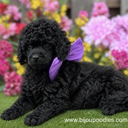 Boy 2 - Black male Poodle puppy in Niagara Falls, New York from Bijou Poodles