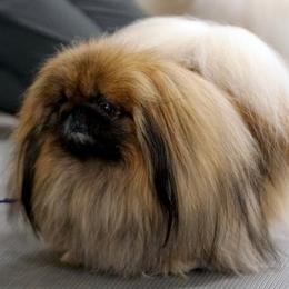 Nicky - Pekingese