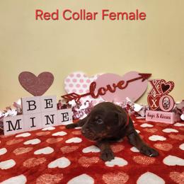 Red Collar Girl - Red and rust female Doberman Pinscher puppy in Clinton, Arkansas from Shakarri Irish Setters