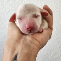 Dachshund Puppies from Pretty Little Dachshunds