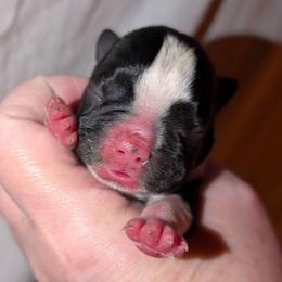 Baby Azula - Black and white female Boston Terrier puppy in Kingsport, Tennessee from Sleepwalker Bostons