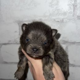 Bandit - Blue and tan male Pomeranian puppy in Perry County, Ohio from Speechless Pom’s