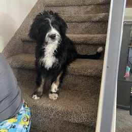 Bernedoodle Puppies from Darling Paws, LLC