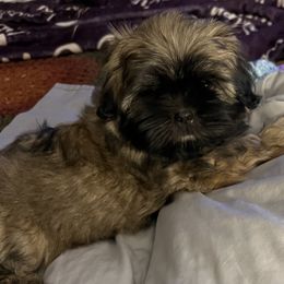 Casey - Brindle male Shih Tzu puppy in Scottdale, Pennsylvania from Nancy’s Majestic Shih Tzus
