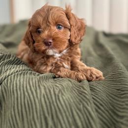 Cavapoo puppies from Little Valley Puppies