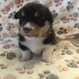 Female - blue - Pembroke Welsh Corgi puppy in Waynesboro, Virginia from River Ridge Corgis