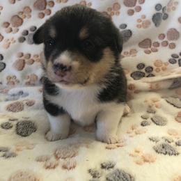 Female - blue - Pembroke Welsh Corgi puppy in Waynesboro, Virginia from River Ridge Corgis