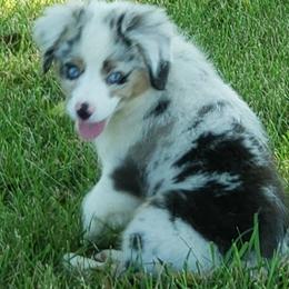 Miniature Australian Shepherd and Toy Australian Shepherd Puppies from Crazy 8 Toy/ Mini Aussies
