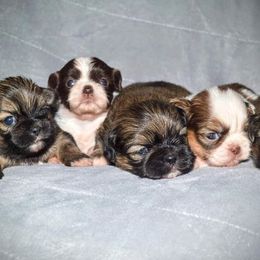 Shih Tzu Puppies from Creole Shih Tzu Lafayette