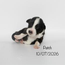 Boy 3 (Patch) - Black tri-color male Australian Shepherd puppy in Brooker, Florida from 🐾 The Great Bambino SunState Aussies!