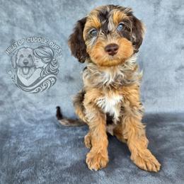 Marble - Merle male Goldendoodle puppy in Chattanooga, Tennessee from Hilltop Cuddle Pups