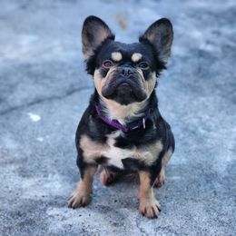 Estela - French Bulldog