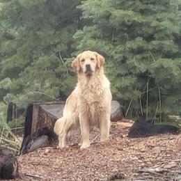 Widget - Golden Retriever