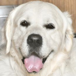 Magic - Golden Retriever
