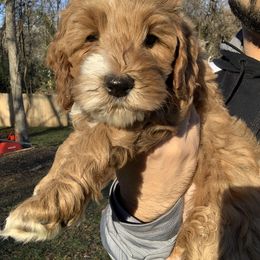 Australian Labradoodle Puppies from Semper Doodles
