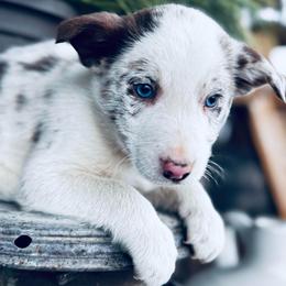 Latch x Lassie - Boy 2 - Red Merle - Light Blue - Red merle male Border Collie puppy in Minden, Iowa from Rocking N Registered Border Collies & Labradors