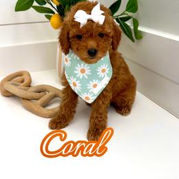 Coral - Red  female Goldendoodle puppy in Buford, Georgia from Petite Posh Puppies